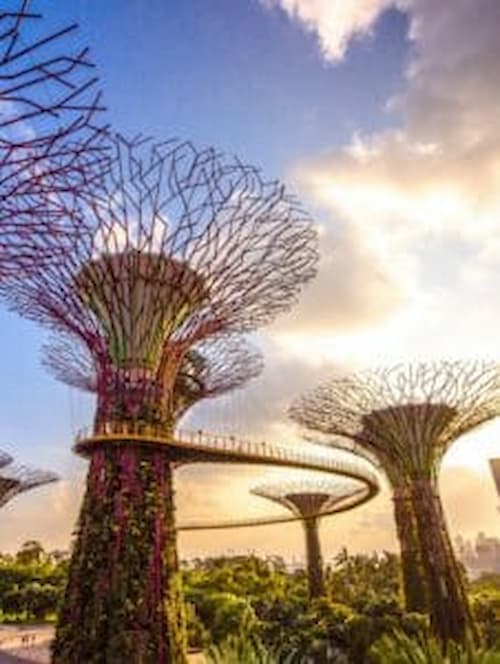 Super Tree Observatory - Fun Things to do in Singapore (Credi: Gardens by the Bay)
